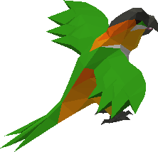 Baby Caique